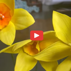 Pre recorded video tutorials of foam Narcissus ( yellow daffodils) flowers