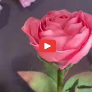 Pre recorded video tutorial course on foam rose flowers.